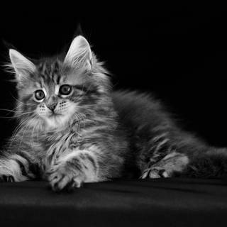 One black cat one white cat wallpaper