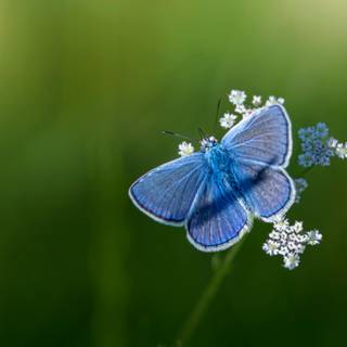 Common blue butterfly wallpaper