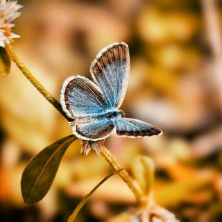 Common blue butterfly wallpaper