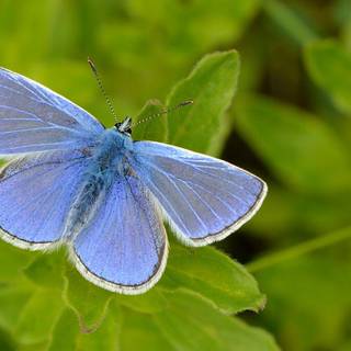 Common blue butterfly wallpaper