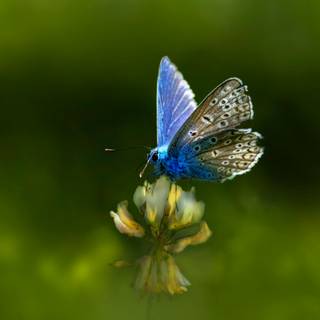 Common blue butterfly wallpaper