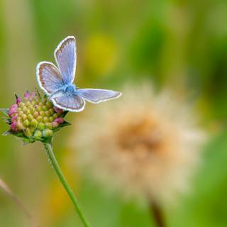 Common blue butterfly wallpaper