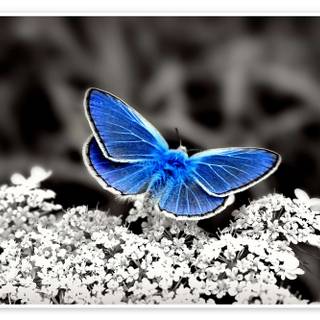 Common blue butterfly wallpaper