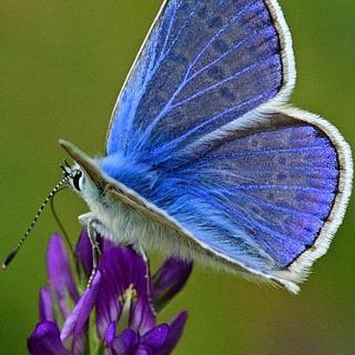 Common blue butterfly wallpaper