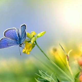Common blue butterfly wallpaper