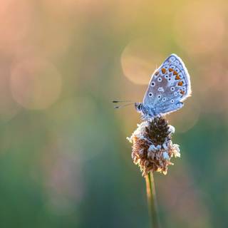 Common blue butterfly wallpaper