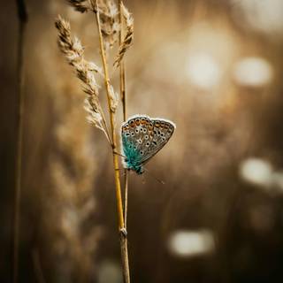 Common blue butterfly wallpaper