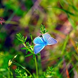 Common blue butterfly wallpaper