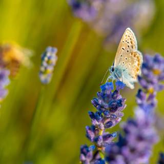 Common blue butterfly wallpaper