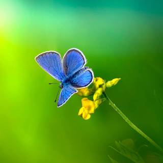 Common blue butterfly wallpaper