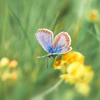 Common blue butterfly wallpaper