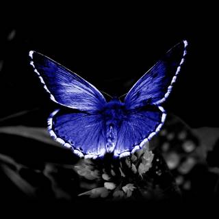 Common blue butterfly wallpaper