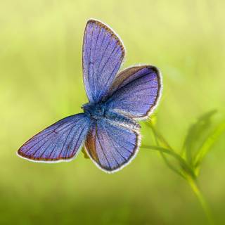 Common blue butterfly wallpaper