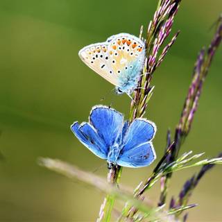 Common blue butterfly wallpaper