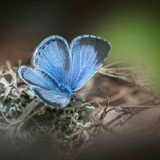 Common blue butterfly wallpaper