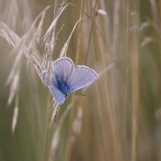 Common blue butterfly wallpaper