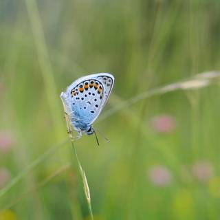 Common blue butterfly wallpaper