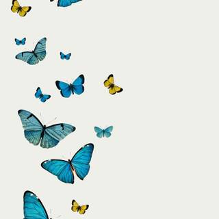 Common blue butterfly wallpaper