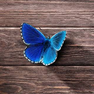 Common blue butterfly wallpaper