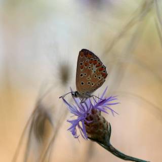 Common blue butterfly wallpaper