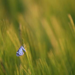 Common blue butterfly wallpaper