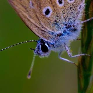 Common blue butterfly wallpaper