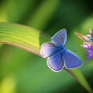 Common blue butterfly wallpaper