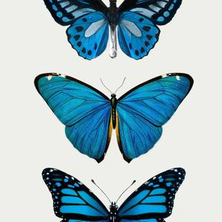 Common blue butterfly wallpaper