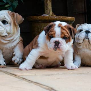 English Bulldog puppies wallpaper
