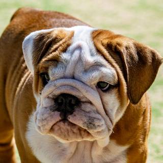 English Bulldog puppies wallpaper