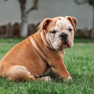 English Bulldog puppies wallpaper