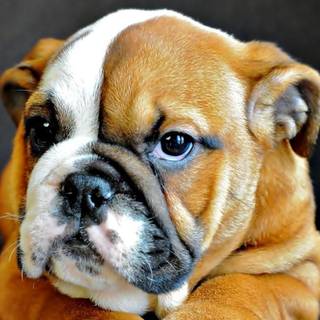 English Bulldog puppies wallpaper