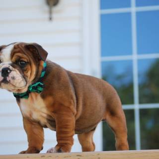 English Bulldog puppies wallpaper