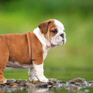 English Bulldog puppies wallpaper