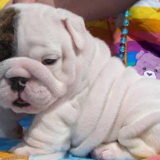 English Bulldog puppies wallpaper