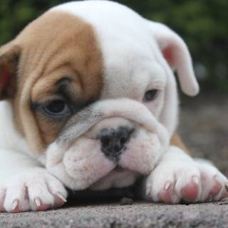 English Bulldog puppies wallpaper