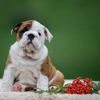English Bulldog puppies wallpaper