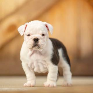 English Bulldog puppies wallpaper
