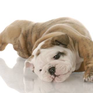 English Bulldog puppies wallpaper