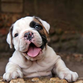 English Bulldog puppies wallpaper