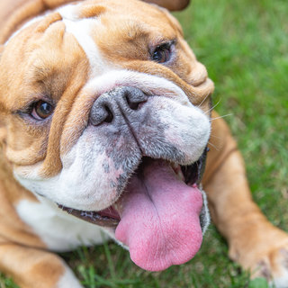 English Bulldog puppies wallpaper