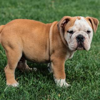 English Bulldog puppies wallpaper