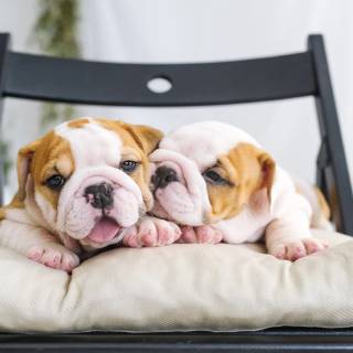 English Bulldog puppies wallpaper