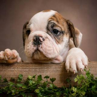 English Bulldog puppies wallpaper