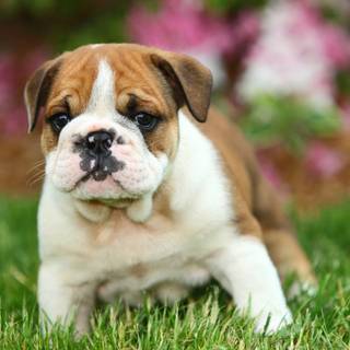 English Bulldog puppies wallpaper