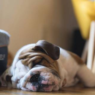 English Bulldog puppies wallpaper