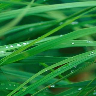 Green clean wallpaper