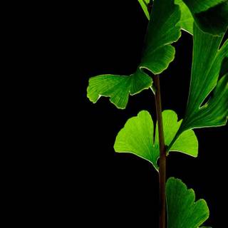 Green clean wallpaper