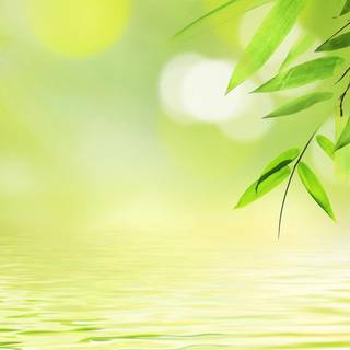 Green clean wallpaper