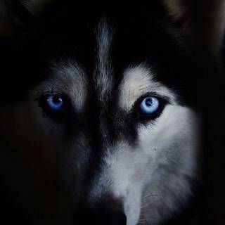 Wild Husky wallpaper